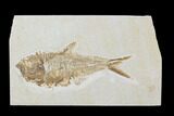 Bargain, Diplomystus Fossil Fish - Wyoming #100601-1
